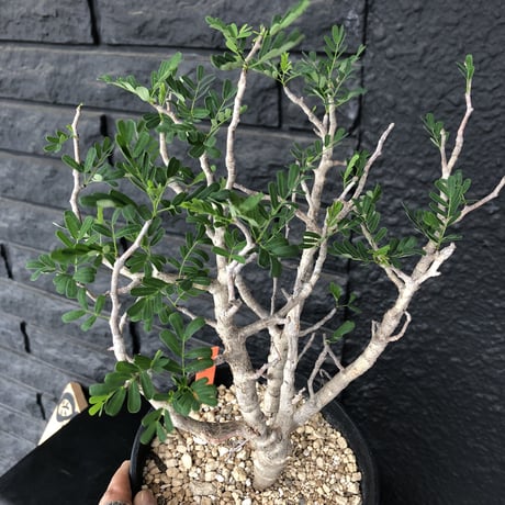 senna  meridionalis《M size》おススメ株