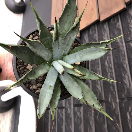 agave  macroacantha《大きめM size》※発根済株※発根後店主国内管理2年株※鋭く黒棘&青短葉typeのカッコいいマクロ‼︎※mad black pot植え
