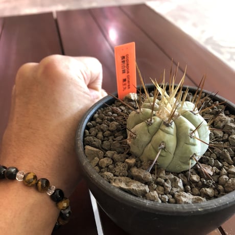 copiapoa   cinerea  長刺白棘黒王丸《小さめM size》希少※現地球株カキ仔自根株‼︎※mad black bowl pot植え