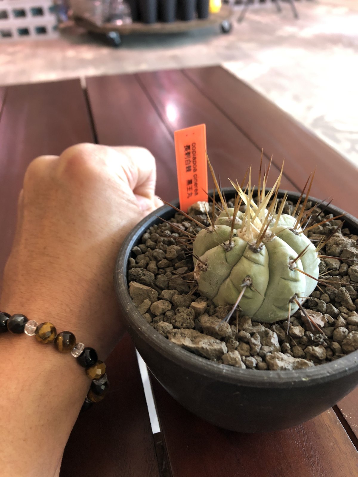 copiapoa cinerea 長刺白棘黒王丸《小さめM size》希少※現地球株カキ