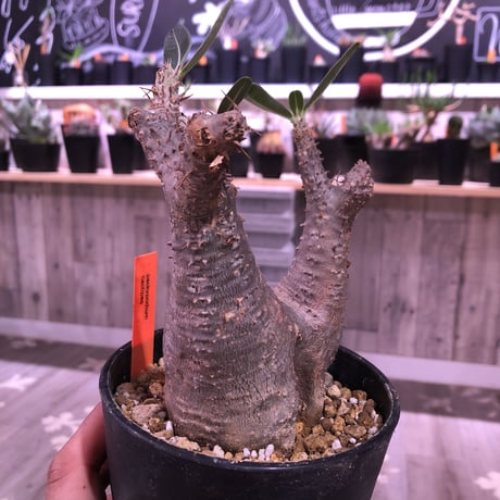 packypodium    cactipes《M size》発根済み株‼︎良い感じの窪みを持つニ分頭株‼︎