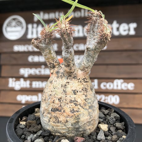 pachypodium  gracilius《S size》特化したピンクベージュ肌※現地球発根済株※店主国内管理2年株※ぼつてり樹形に枝振りよく何よりカラーも堪らない※mad black pot植え
