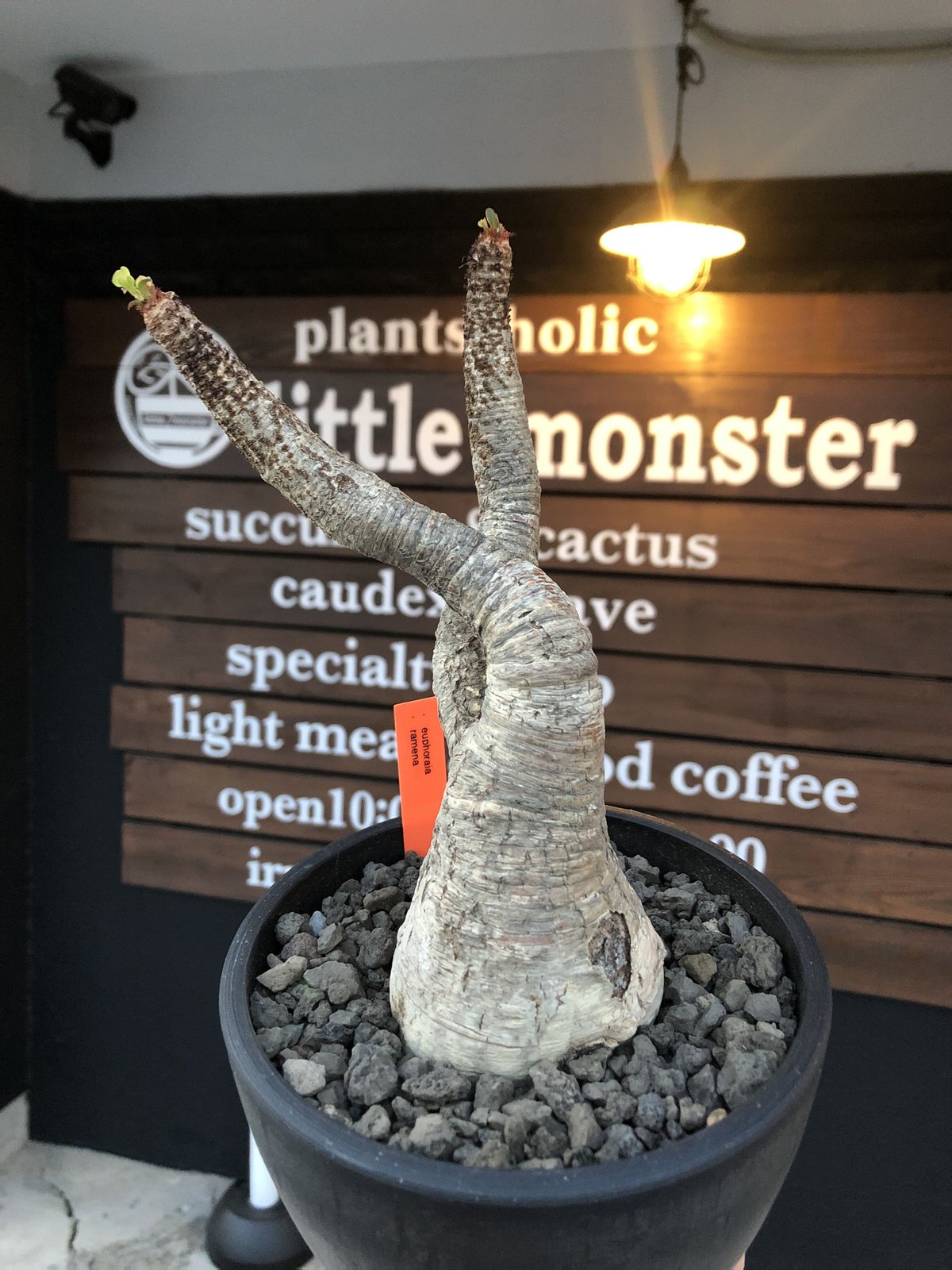 euphorbia ramena《 XL size》※現地球発根後店主国内管理9年株※激希少 