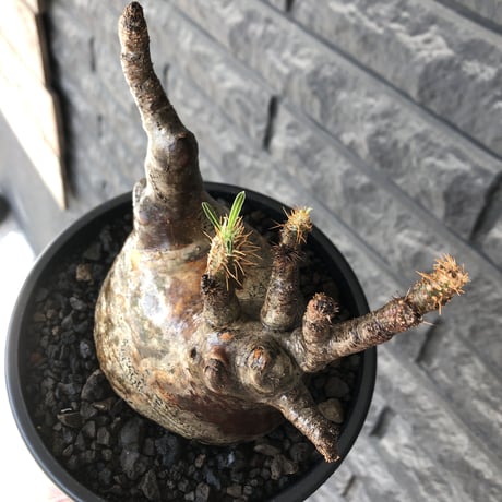 pachypodium gracilius《L size》※現地球発根後店主国内管理5年株※ぼってり良樹形な両A面‼︎選抜グラキ※mad black pot植え