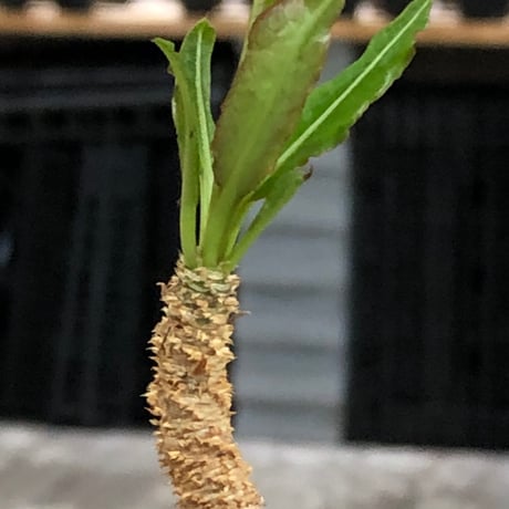euphorbia cremersii《L size》※現地球株発根済※ぽっこりとまん丸塊根&葉の淵には赤みを持ちギザギザ葉の可愛いCITES1希少種※black pot植え