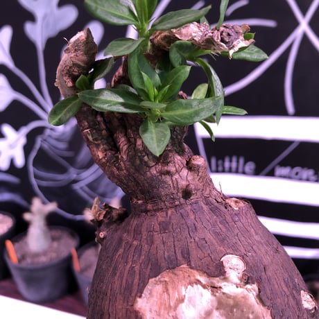 packypodium  bispinosum