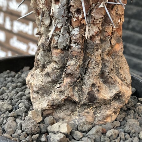 copiapoa cinerea 黒王丸《M size》※現地球発根後店主国内管理21年株※極上‼︎全身から生命力感じる木質ミイラ化した極上株※mad black bowl pot植え