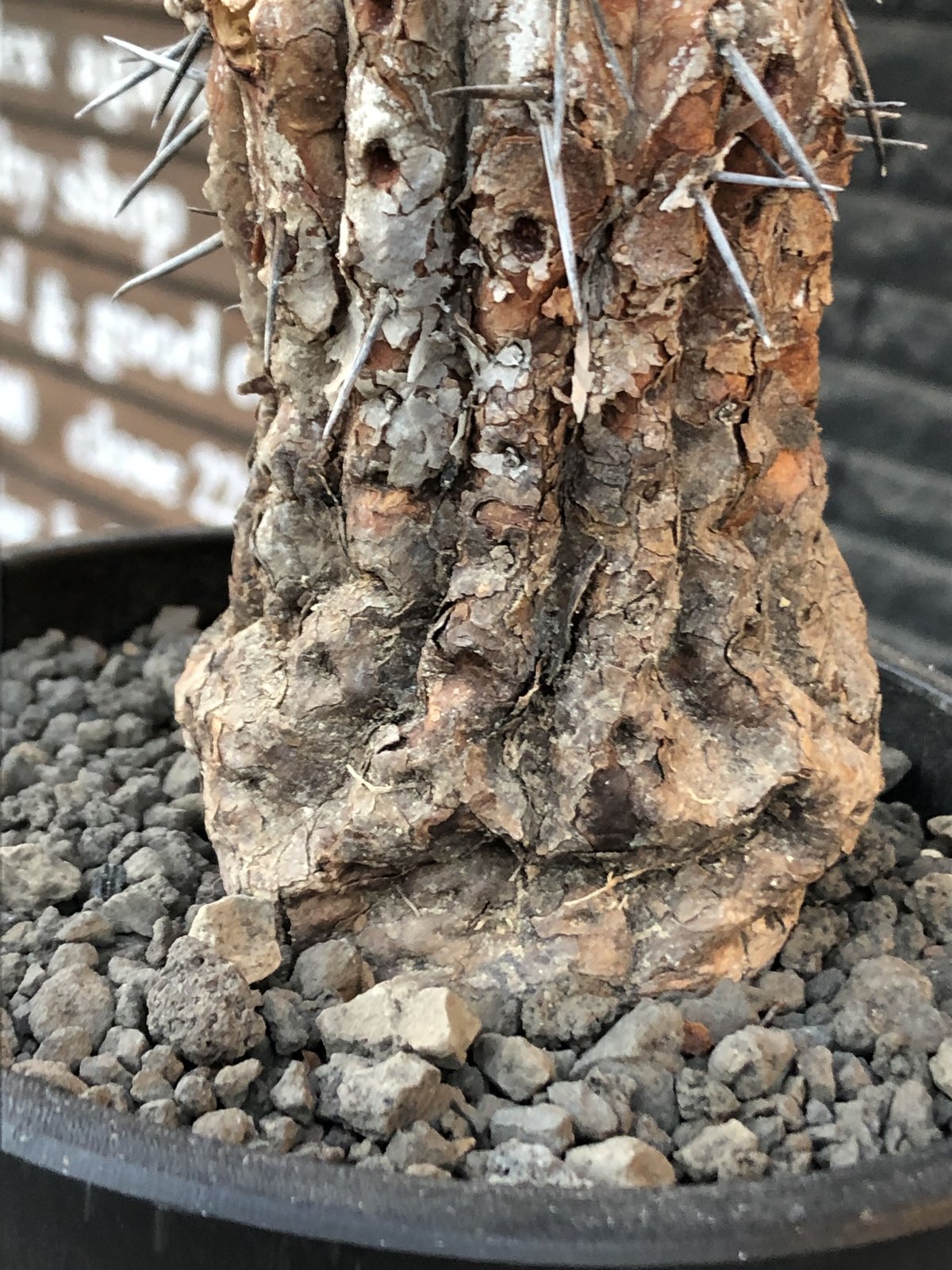 copiapoa cinerea 黒王丸《M size》※現地球発根後店主国内管理21 copiapoa cinerea 黒王丸《M size》※現地球発根後店主国内管理21