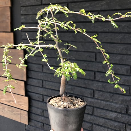 opercullicarya   decaryi  littmon  seed🌱  《7年株》※成長早く長きに渡り管理した幹幅も太く‼︎特化した繊細葉※mad  black  pot植え