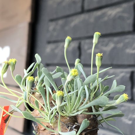 othonna  euphorbioides《M size》※現地球発根後店主国内管理3年株※株元は太く綺麗目肌の持ち主‼︎※mad black pot植え