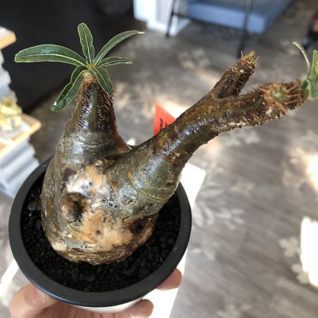 pachypodium gracilius《小さめM size》現地焼け肌※現地球発根後店主国内管理3年株※岩肌に当たり育ったエグれ傷を持つwildな出立ちが堪らない※mad black pot植え
