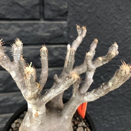 packypodium  gracilius《M  size》※現地球発根済株※遅ればせながら新芽もお目覚めしたレア細枝多数の激かわ激オススメ株※mad black pot植え