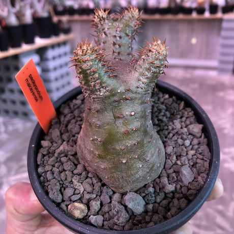 packypodium   makayense《S size》※現地球発根済株‼︎ ※透けたグリーン肌質に&赤みの強い棘が堪らないでっぷり可愛いマカイ‼︎※mad black bowl pot植え