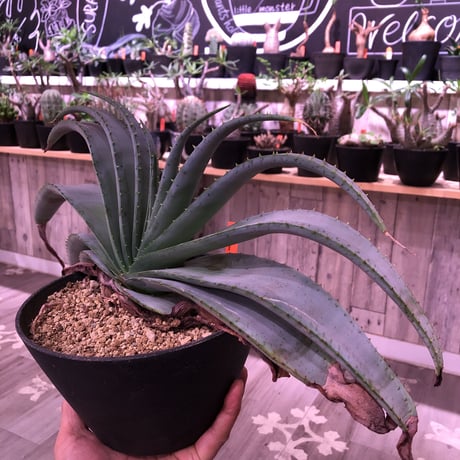 aloe   argyrostachys《L size》現地球発根済み‼︎ マダガスカルの希少種‼︎　※浅鉢植え