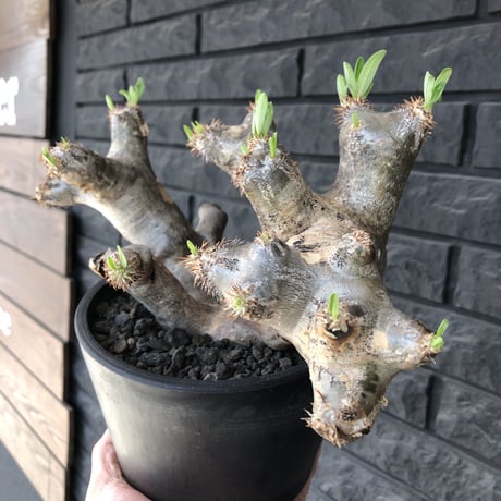 packypodium  brevicalyx《L L size》※現地球発根済株※荒い肌質に極太幹がwildすぎる上、美術的＆interior性高き激オススメ株※mad black pot植え
