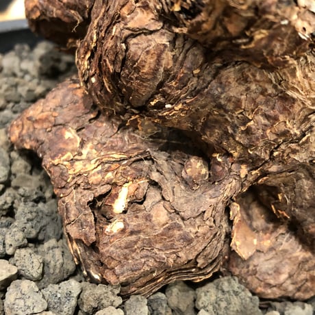 pelargonium  triste《XL size》※現地球株発根済※とびきり巨岩のトリステ‼︎更に丸みも強く伸びておらず良樹形な一株‼︎※black bowl pot植え