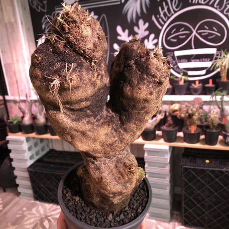 xerophyta  trichophylla《L size》※現地球発根済株※驚愕強靭株※極太枝を持つbigキセロ‼︎※mad black pot植え