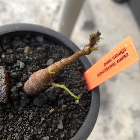 senna  meridionalis《 S size》littmon seed🌱※小振りながら大切に育てた堪らなキュートなセンナ※mad black pot植え