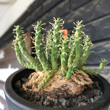 euphorbia gorgonis《L size》※現地球発根後店主国内管理3年株※人気🐙タコもの‼︎美多肉質葉&木質wild塊根の二面性が魅力※mad  black  pot植え