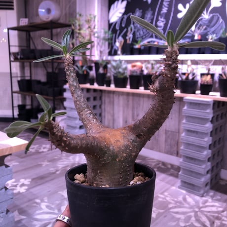 packypodium    cactipes《M size》発根済み株‼︎男前vintage -gold