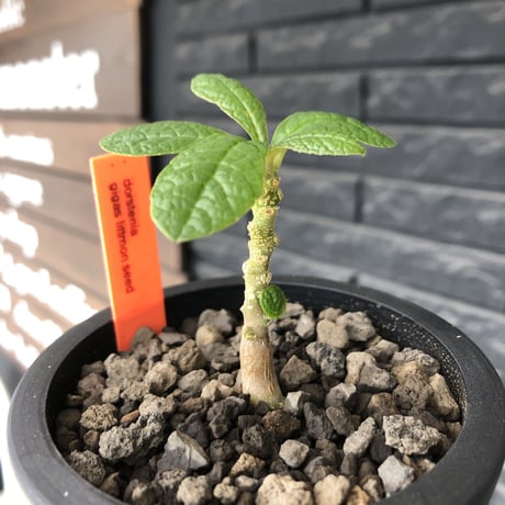 希少‼︎ dorstenia   gigas《大きめS size》littmon  seed🌱（実生株）※今季成長&枝振りに期待できる将来有望人気者ギガス※mad black pot植え