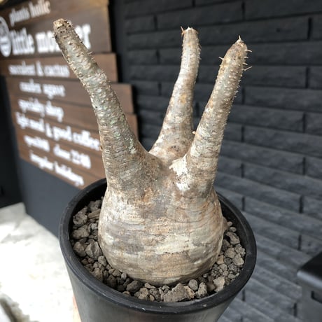 packypodium  gracilius《M  size》※現地球発根済株※霜降り茶肌colorのぼってり樹形‼︎選抜株※mad black pot植え