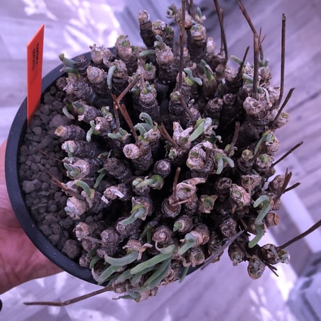 monilaria   pisiformis《L size》激希少群生株  Instagram post株　※冬型caudex‼︎   ※mad black pot植え