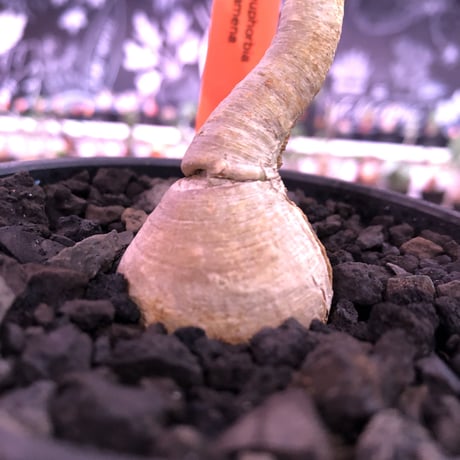 euphorbia ramena《M size》※大変綺麗な肌質に小さめながらぽっこり塊根な短枝ラメナ‼︎希少南アフリカ物※mad black bowl pot植え