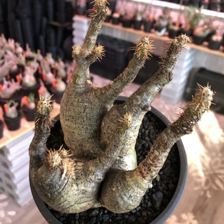 pachypodium gracilius 《M size》※four-he'd株※現地球発根済株※店主国内管理2年株※荒い岩肌ゴツゴツ感も堪らない四分頭株※mad black bowl pot植え