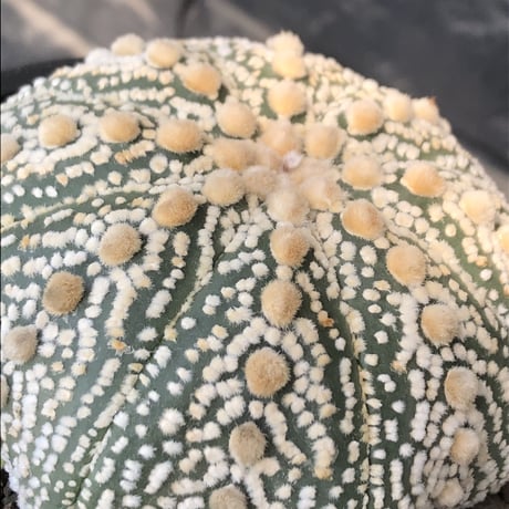 astrophytum asterias var.ミラクル兜《XL size》big株且つ極白肌が堪らない‼︎希少大株兜※店主国内管理13年株※mad black bowl pot植え
