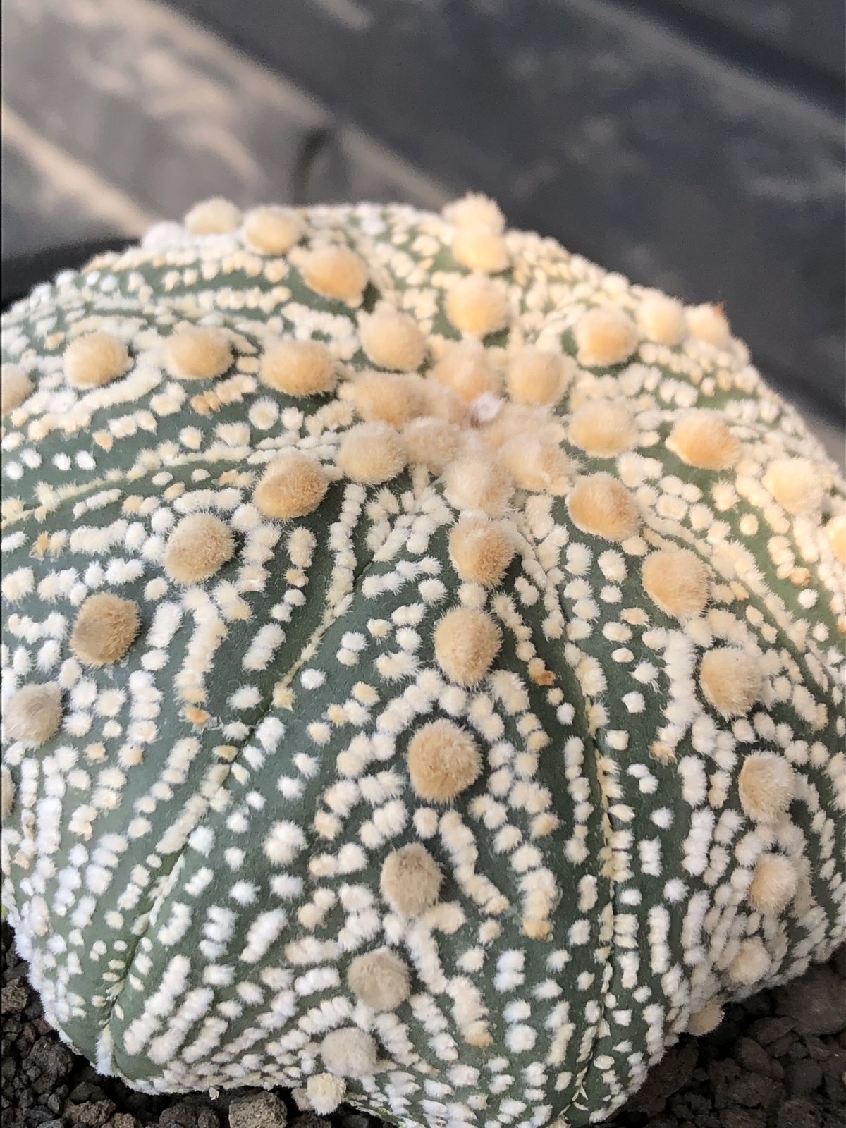 astrophytum asterias var.ミラクル兜《XL size》big株且つ極白