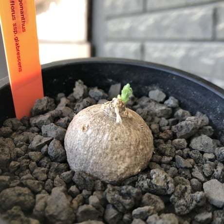 pentagonanthus grandiflorus ssp.glabrescens《S size 》※現地球発根後店主国内管理2年株※激希少種‼︎可愛すぎるサイズ※mad black pot植え