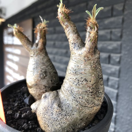 pachypodium gracilius《小さめM size》w-he'd株※現地球発根後店主国内管理4年株※丸みも強く愛くるしさ満点の良balance株※mad black pot植え