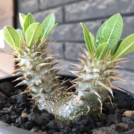 pachypodium densicaule ｗ-he'd恵比寿大黒《M size》※littmon seed🌱※恵比寿大黒らしからぬ双頭株のかわいい一株※mad black bowl pot植え