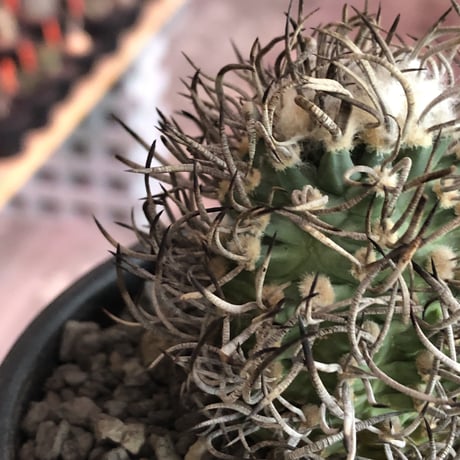 turbinicarpus 昇竜丸《大きめM size》※littmon seed9年株※選抜特選株※ぼってり丸み強き低重心に育ってくれ太黒棘も堪らない一株※mad black bowl pot植え