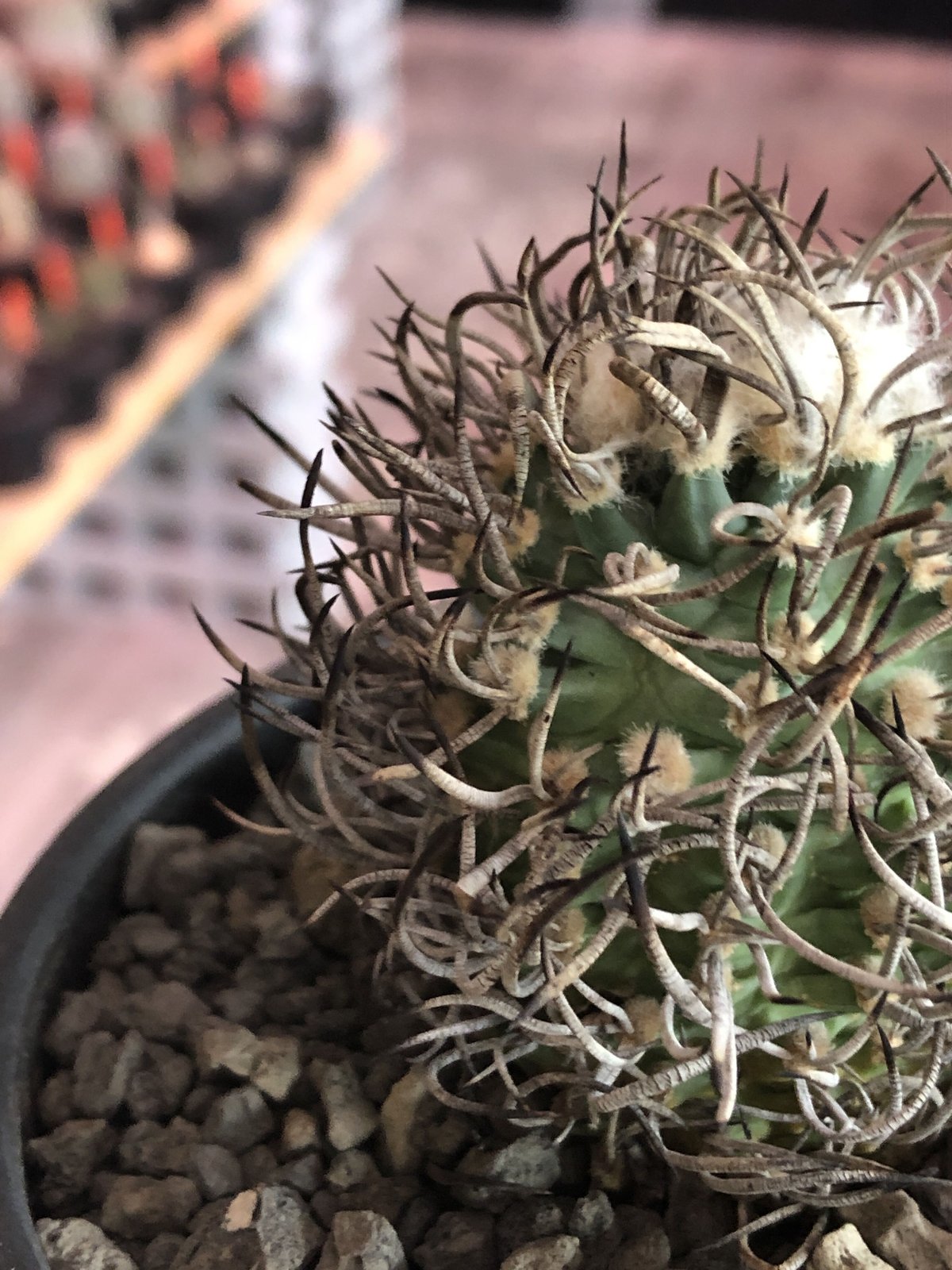 turbinicarpus 昇竜丸《大きめM size》※littmon seed9年株※選抜