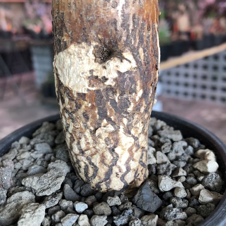 packypodium bispinosum 《小さめM size》※現地球発根済株‼︎※表皮の柄が大変美しい将来有望株‼︎激オススメ株※mad black bowl pot植え