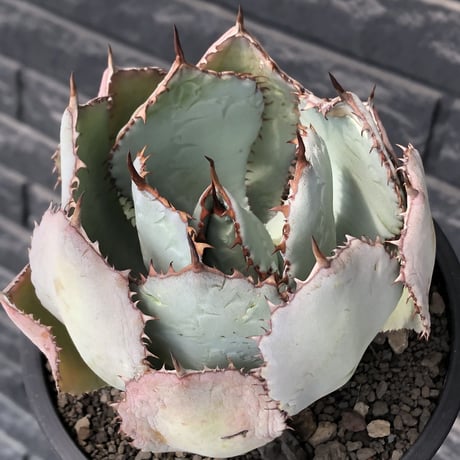 agave guadalajalana《大きめM size》※現地球発根後店主国内管理3年株※極締まり良き美しすぎるボール樹形の選抜株※mad black bowl pot植え