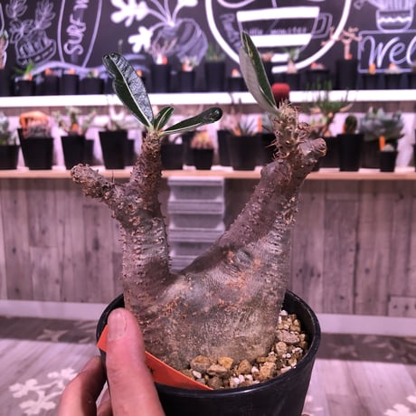 packypodium    cactipes《M size》発根済み株‼︎良い感じの窪みを持つニ分頭株‼︎