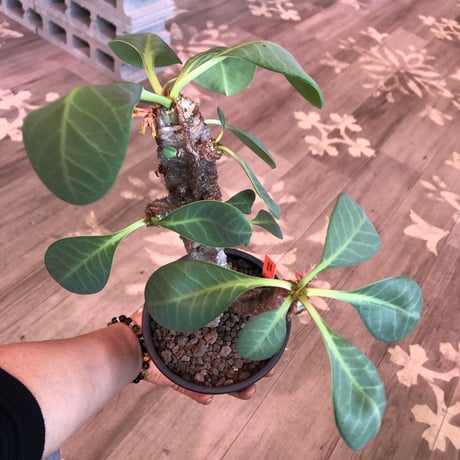 euphorbia neohumbertii《L size》※古株で木質化した大変希少な大株‼︎※mad black pot植え