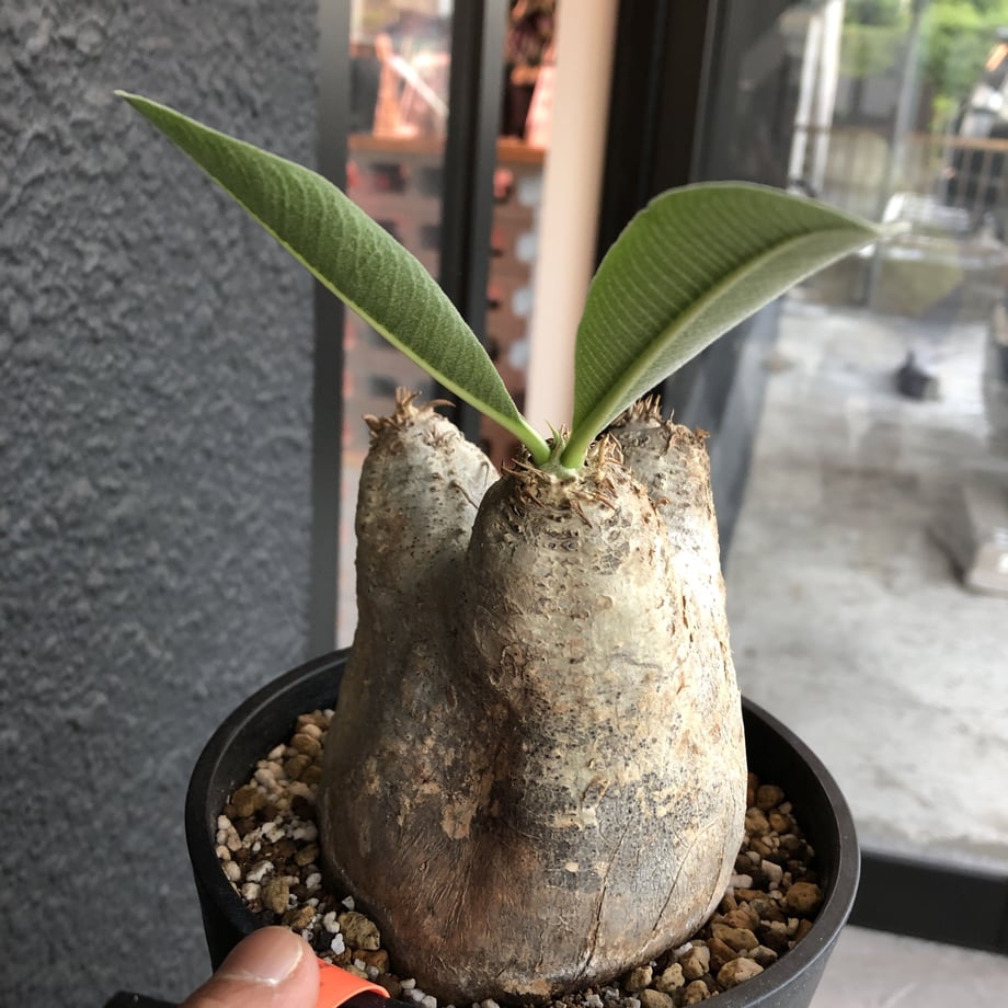 5ce7bc9da89452029a455368