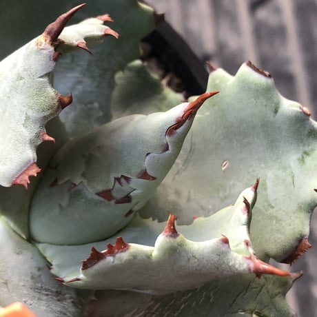 agave  isthmensis《M size》※現地球発根後店主国内管理2年株※weight低く締まり纏まり良き良バランス※mad black pot植え
