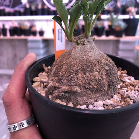 euphorbia    fish bone《M size》