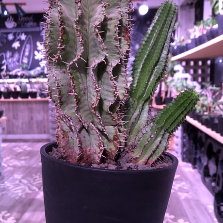 euphorbia    horrida《4分頭ホリダ》再入荷お知らせ通知分