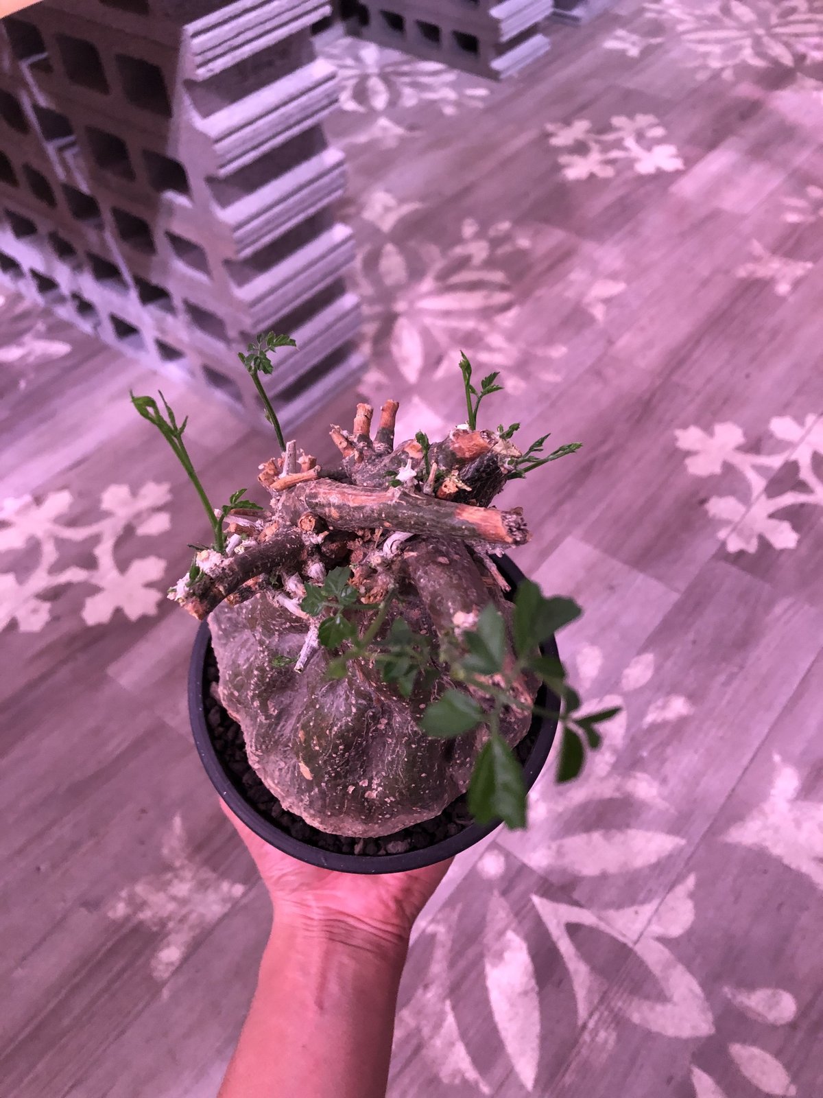 momordica rostrata《L size》※株元は充分に木質化したbalance