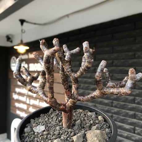 pelargonium  mirabile《大きめM size》※現地球店主国内管理4年株※愛おしく堪らない冬型の人気者‼︎極weight低き良枝振り樹形※mad black pot植え