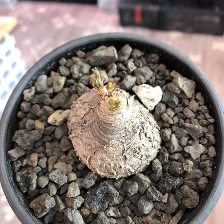 euphorbia subapoda《M size》※枝成長過程から育てる事ができ、ぼってり株で可愛いながらも特に肌質荒い小振りでもvintage感強き一株※mad  black bowl pot植え