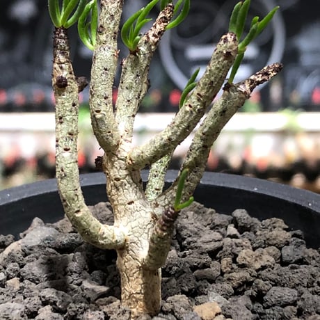 tylecodon buchholzianus《S size》※現地球株発根済※コンパクトで良樹形balanceなかわいい一株※black pot植え
