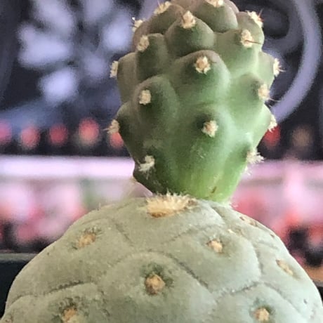 tephrocactus geometricus 《M size》※現地球株カキ仔発根済※③丸々とかわいく綺麗な玉型維持のカキ仔※black bowl pot植え