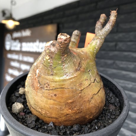 pachypodium gracilius《大きめM size》極ぼってり低重心樹形&現地焼け肌※現地球発根後店主国内管理4年株※丸みも強く極めて低重心ぼってり樹形※mad black pot植え